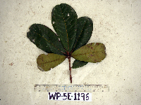Terminalia kaernbachii image