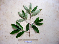 Litsea discolor image