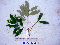 Thumbnail image of current specimen