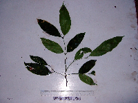 Guioa comesperma image