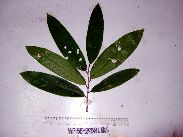 Goniothalamus aruensis image