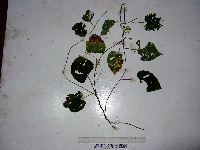 Thumbnail image of current specimen