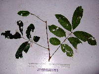 Aphanamixis polystachya image