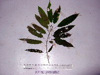 Thumbnail image of current specimen