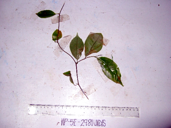 Primulaceae image