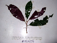 Terminalia complanata image