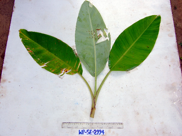 Musa ×paradisica image