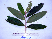 Goniothalamus aruensis image