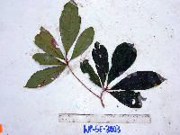 Terminalia complanata image