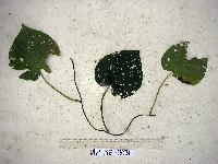 Thumbnail image of current specimen