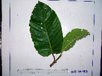 Nauclea orientalis image