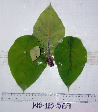 thumbnail image of current specimen