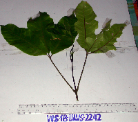 Melicope elleryana image