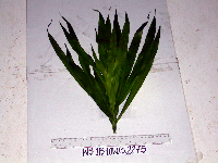 Dracaena angustifolia image