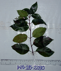 Ichnocarpus frutescens image