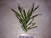 Dracaena angustifolia image