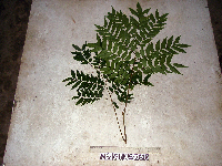 Tristiropsis acutangula image