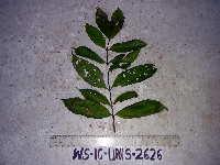 Garcinia assugu image