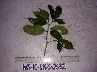 Tabernaemontana pandacaqui image