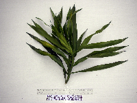 Dracaena angustifolia image