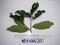 Litsea discolor image