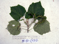 Melanolepis multiglandulosa image