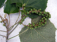 Melanolepis multiglandulosa image