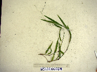 Paspalum conjugatum image