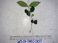 Ichnocarpus frutescens image
