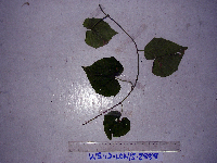 Thumbnail image of current specimen