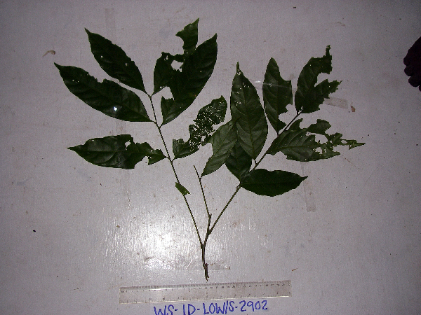 Guioa comesperma image