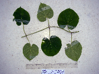 Tylophora velutina image
