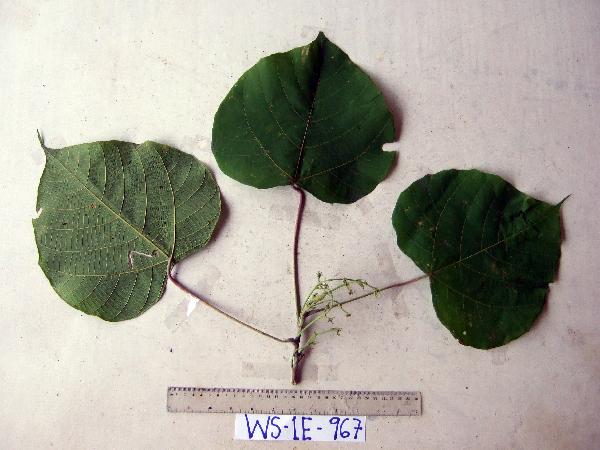 Macaranga ducis image