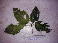 Image Associated With the Occurrence