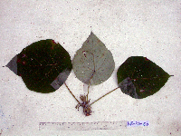 Thumbnail image of current specimen