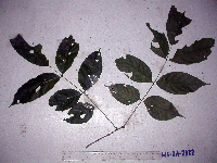 Millettia pinnata image