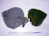 thumbnail image of current specimen
