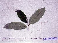 Thumbnail image of current specimen