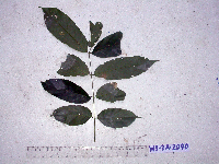 Millettia pinnata image