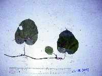 thumbnail image of current specimen