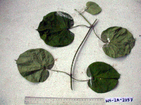 thumbnail image of current specimen