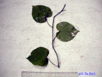 Thumbnail image of current specimen