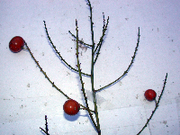 Dracaena angustifolia image