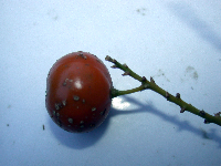 Dracaena angustifolia image
