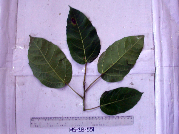 Ficus image
