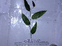 Smilax australis image
