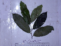 Goniothalamus aruensis image