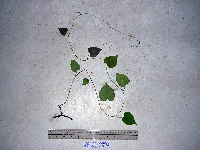 Thumbnail image of current specimen