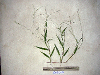 Paspalum conjugatum image