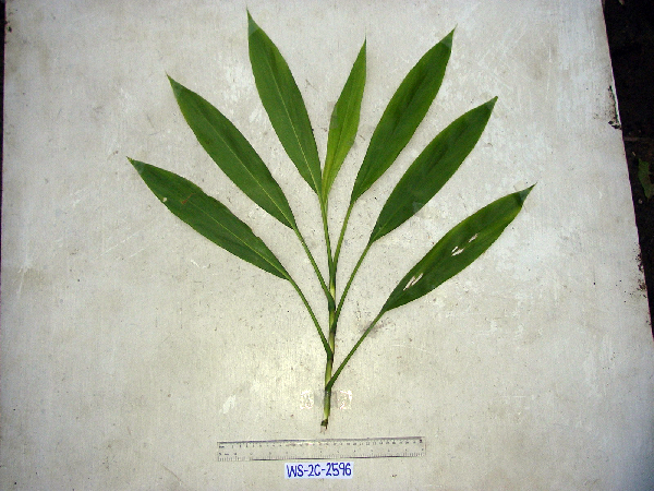 Cordyline fruticosa image